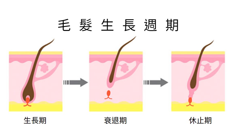 毛髮生長週期